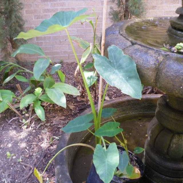 Syngonium podophyllum; Arrowhead Vine; Fountain Garden