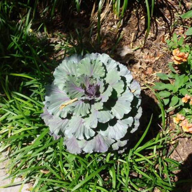 Brassica oleracea; Ornamental Cabbage; Fountain Garden