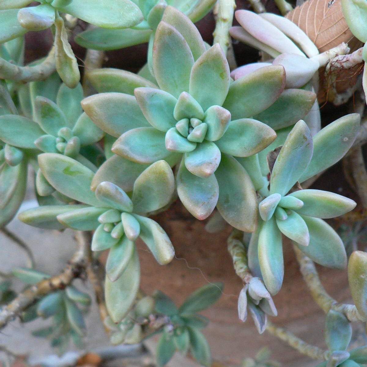 Graptopetalum paraguayense; Ghost Plant; Pergola Garden