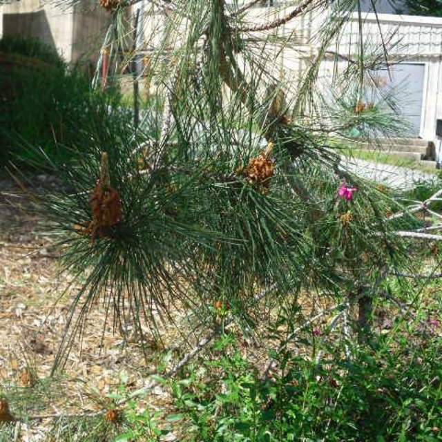 Pinus thunbergii; Japanese Black Pine; SalviaCactus Garden
