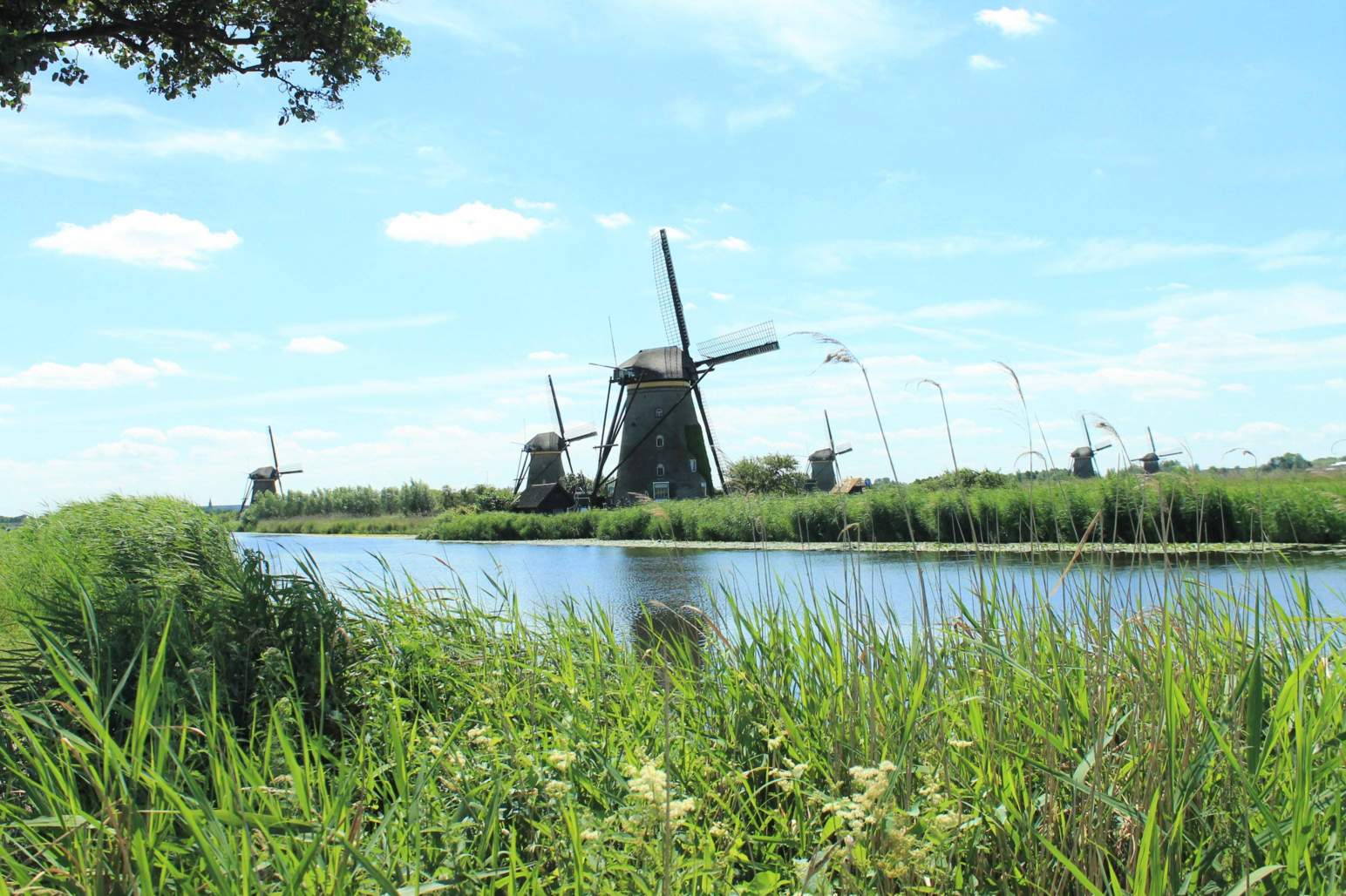 Windmills and green pastures in Kinderdijk, the Netherlands