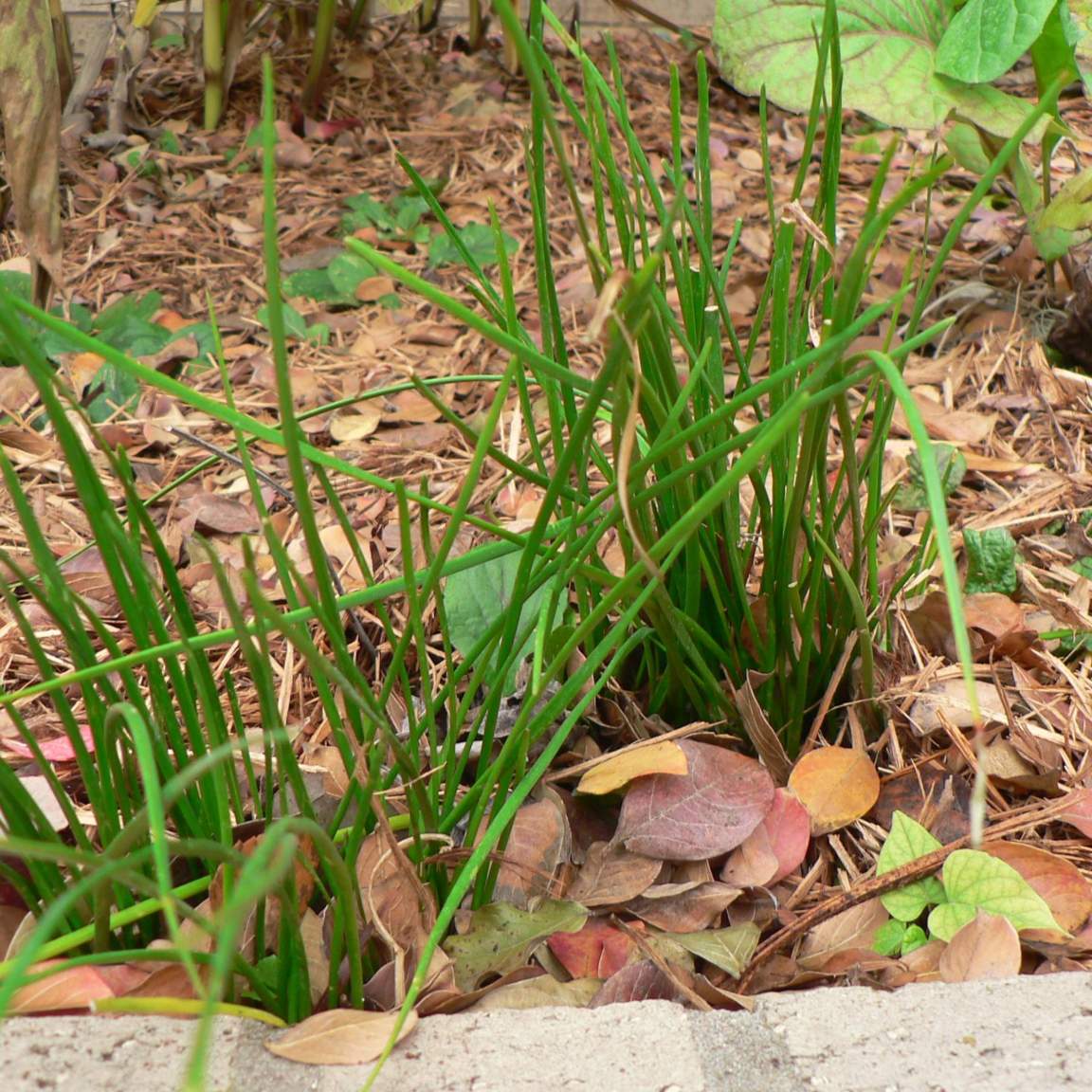 Zephyranthese spp.; Rain Lily; Pleasant Street Garden