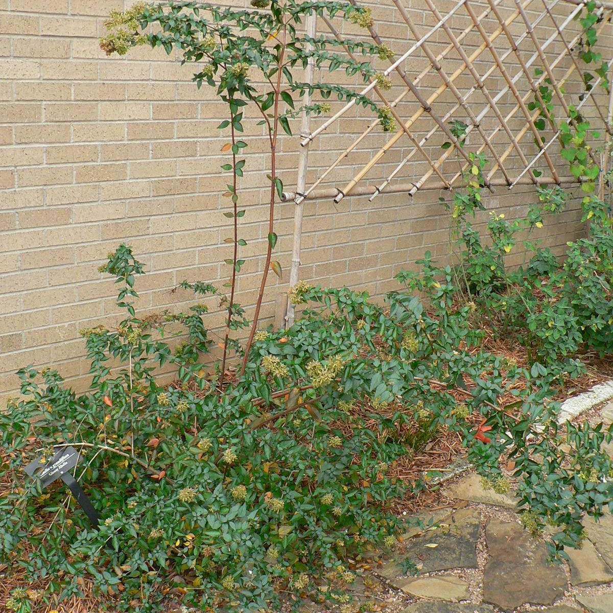 Abelia x grandiflora; Glossy Abelia; Pleasant Street Garden