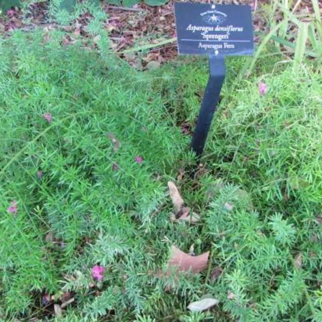 Asparagus densiflorus (Asparagus Fern)
