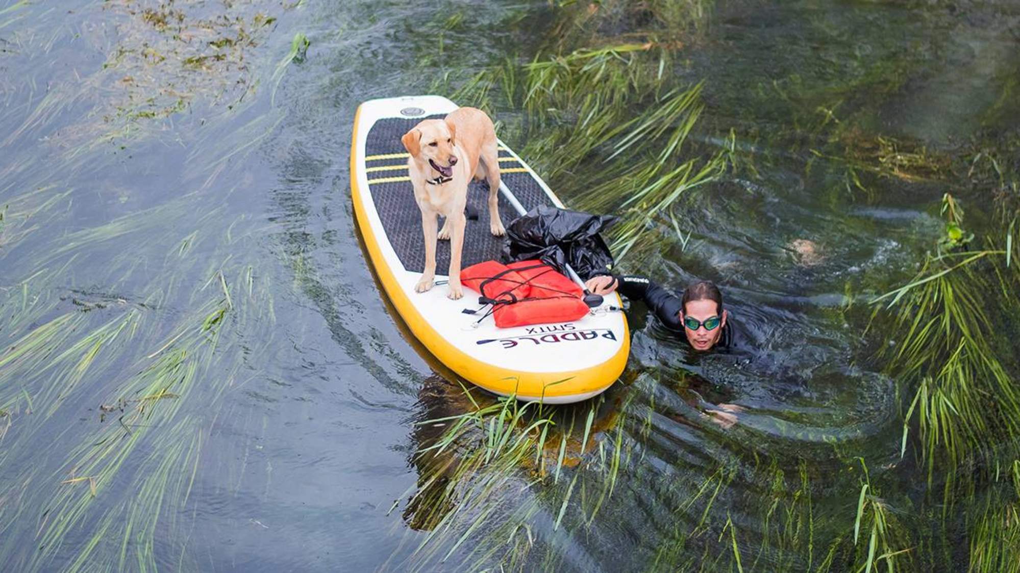 a man pulls his paddle board through the river rice with his dog happily riding along