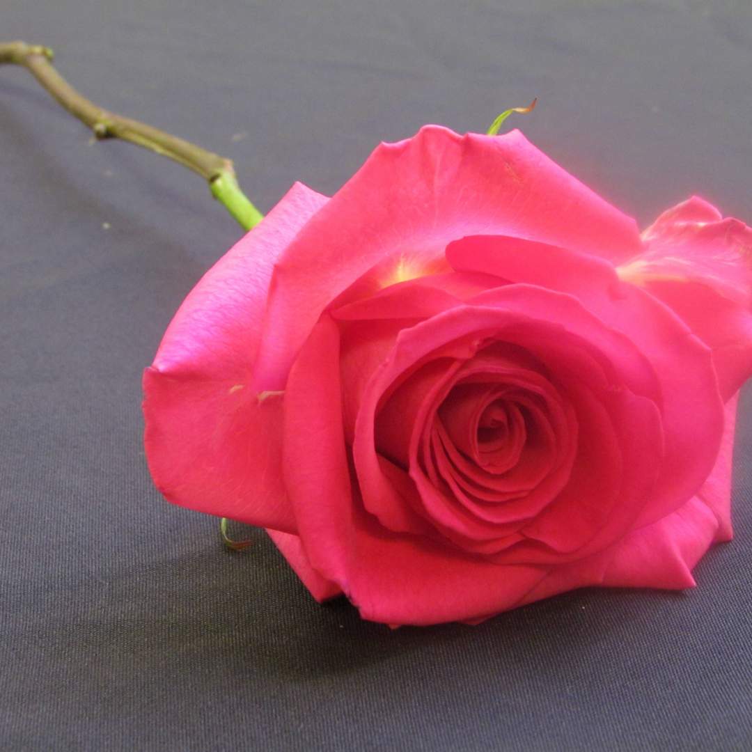 Rosa (Hybrid tea rose)