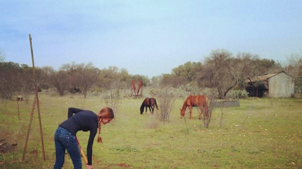 student working in a field with horses