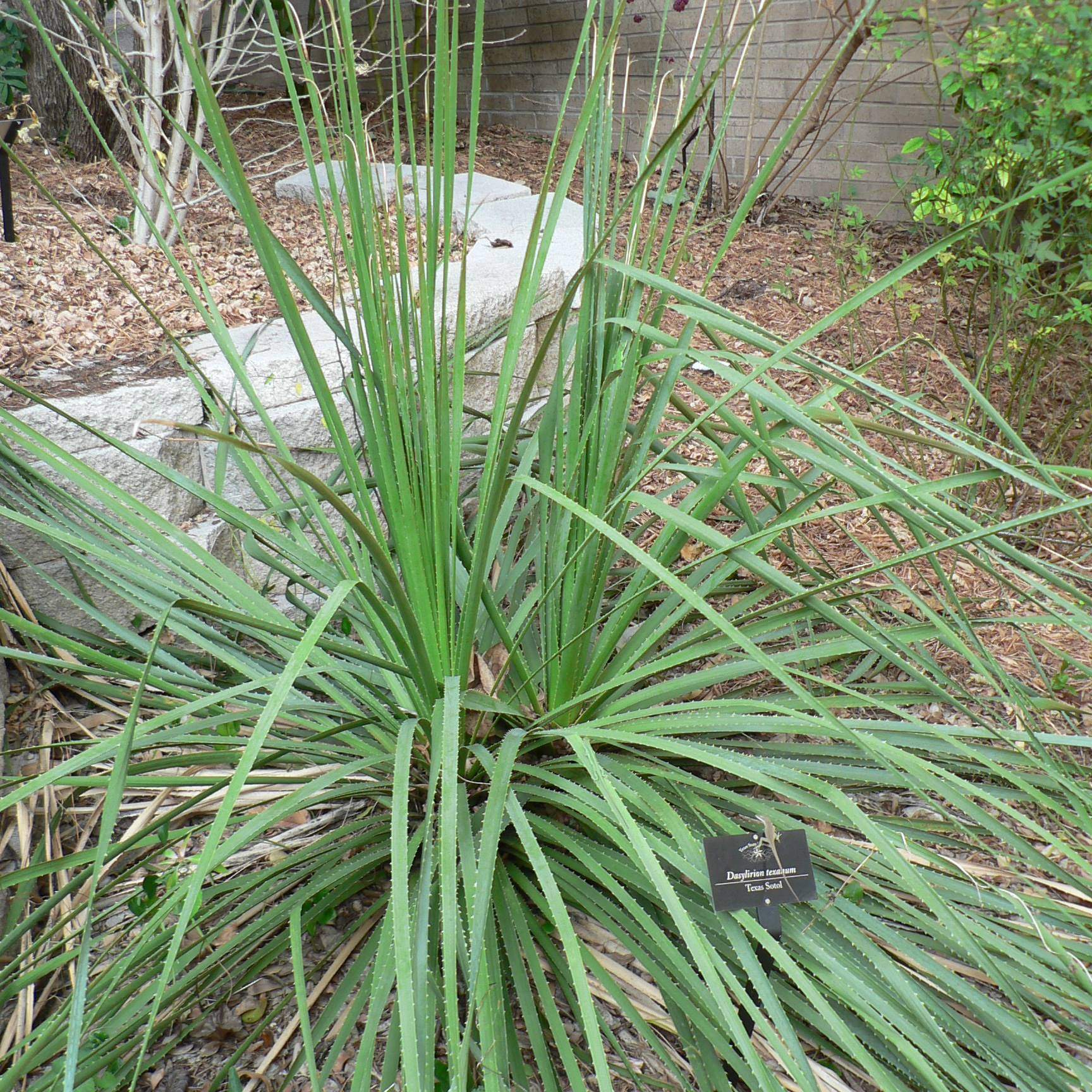 Dasylirion texanum; Texas Sotol; Pergola Garden