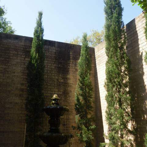Pinus pinea; Italian Stone Pine; Fountain Garden