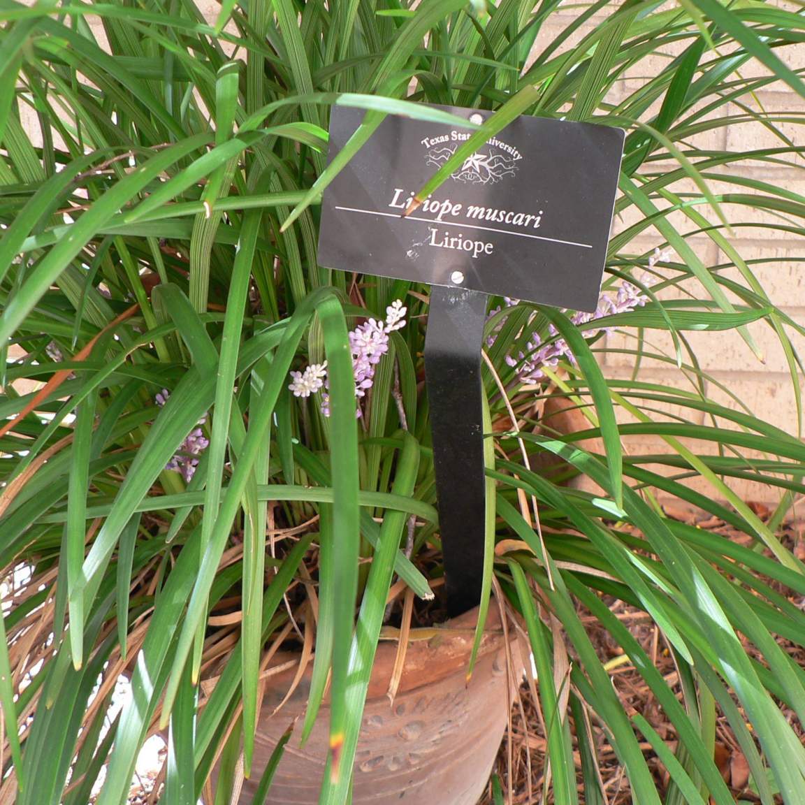 Liriope muscari; Lilyturf; Shade Garden