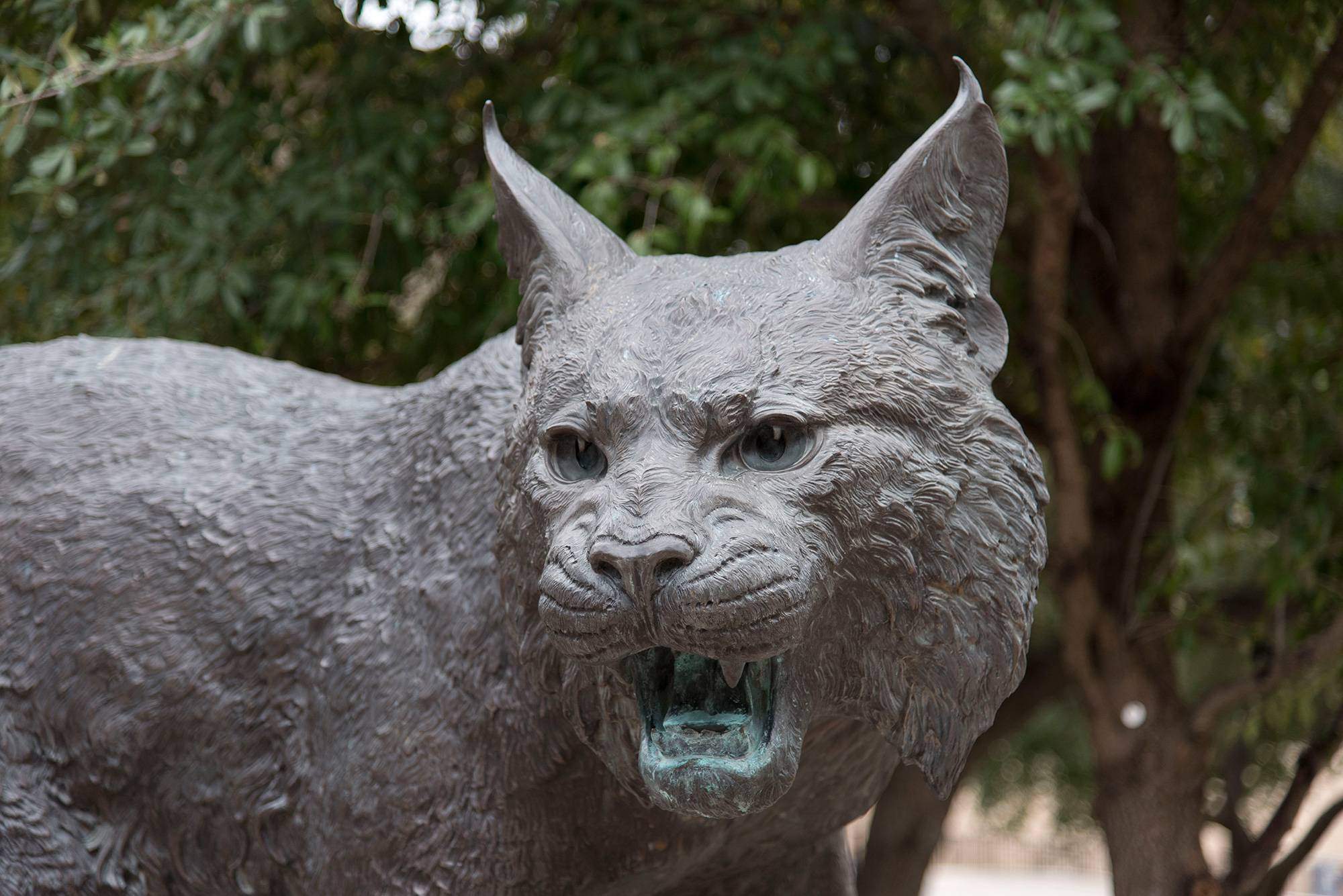 Boko the Bobcat Mascot Statue.