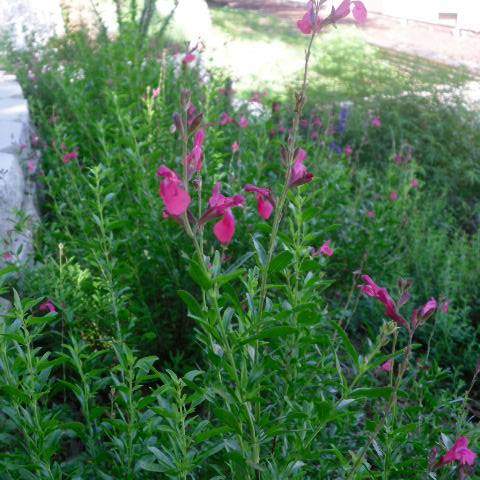 Salvia greggii; Autumn Sage; SalviaCactus Garden