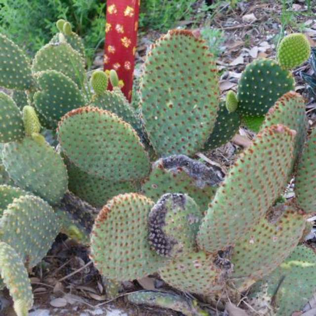 Opuntia microdasys; Bunny Ears Cactus; SalviaCactus Garden