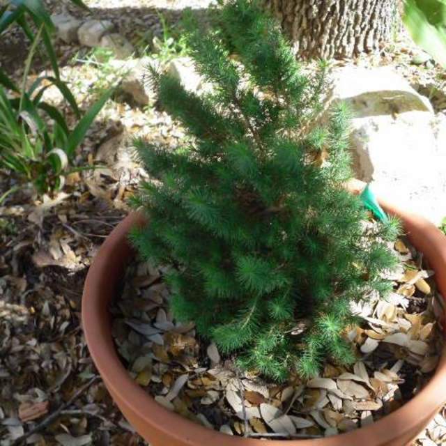 Pinus pinea; Italian Stone Pine; Salvia-Cacuts Garden