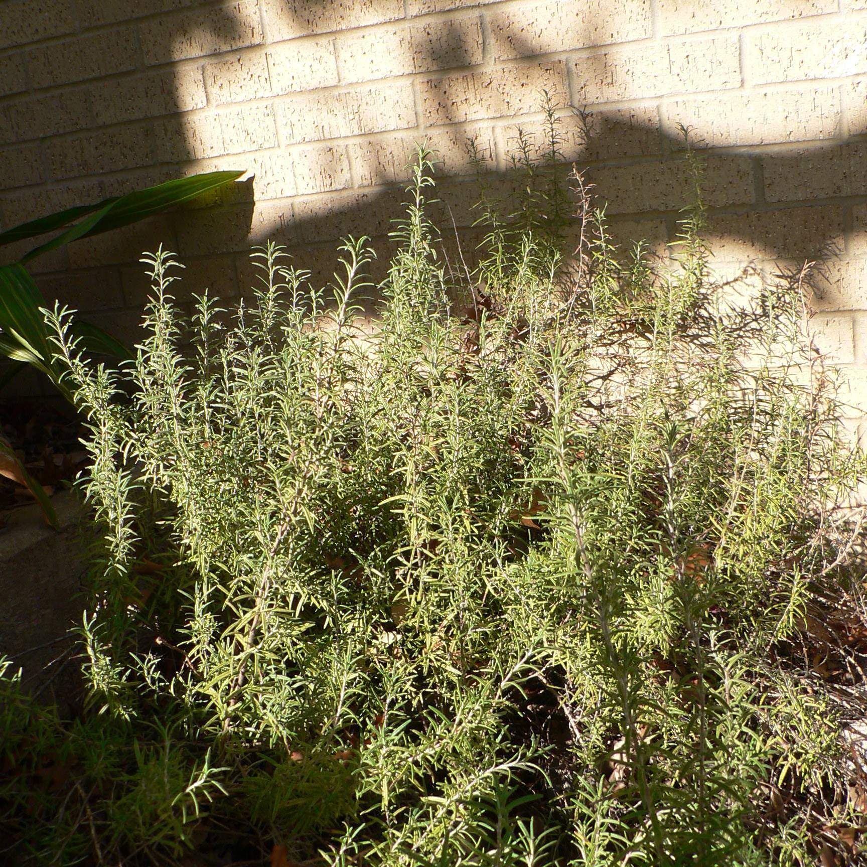 Rosmarinus officinalis; Rosemary; Herb Garden