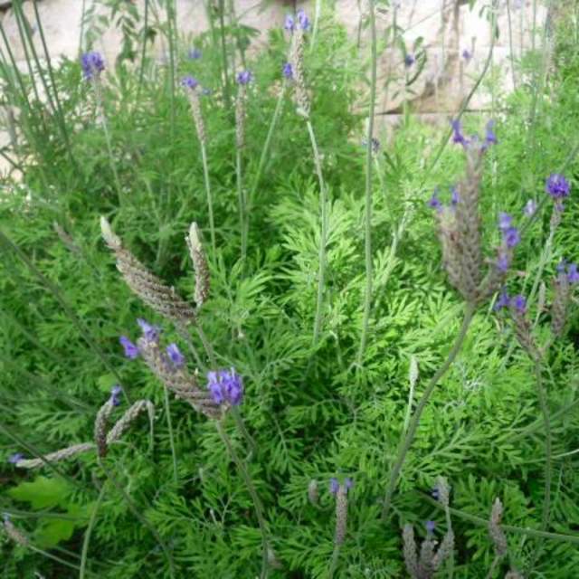 Lavendula stoechas; Spanish Lavender; Herb Garden