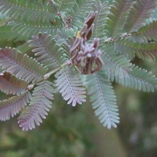 Acacia (Purple Fern Leaf Acacia)