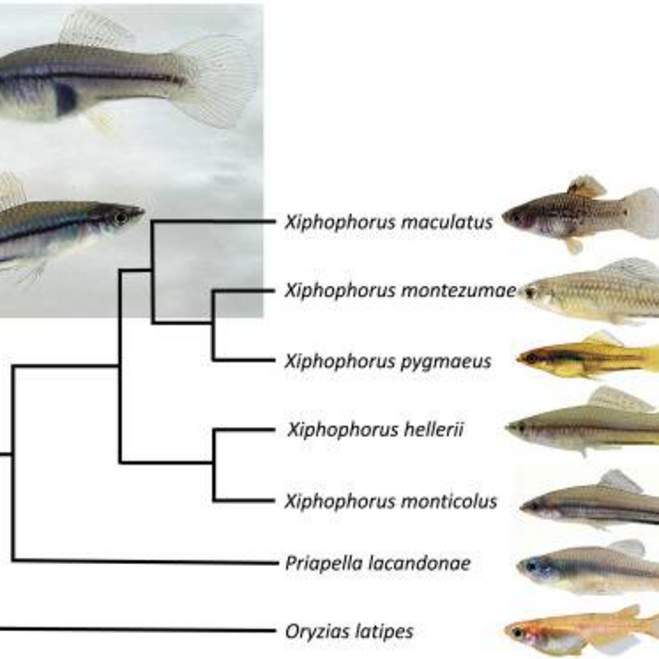 family chart of fish