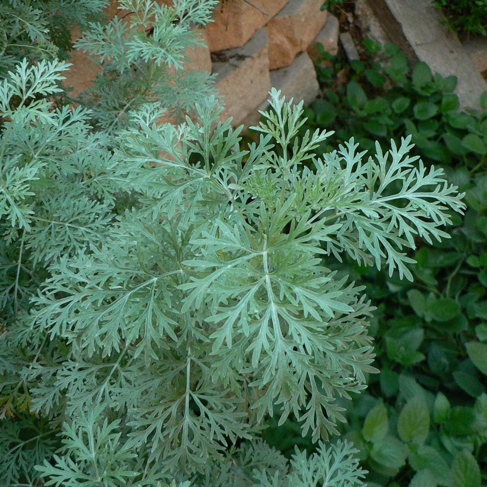Artemisia x 'Powis Castle'; Wormwood; Butterfly Garden