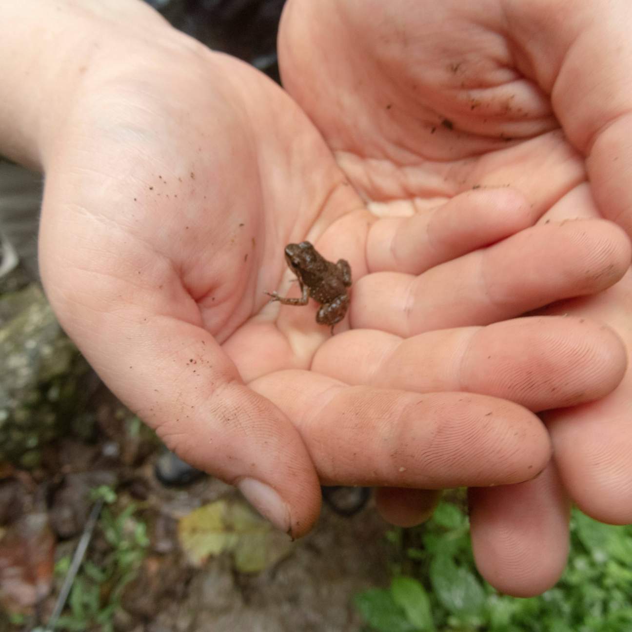 a tiny frog sits in a student's cupped hands