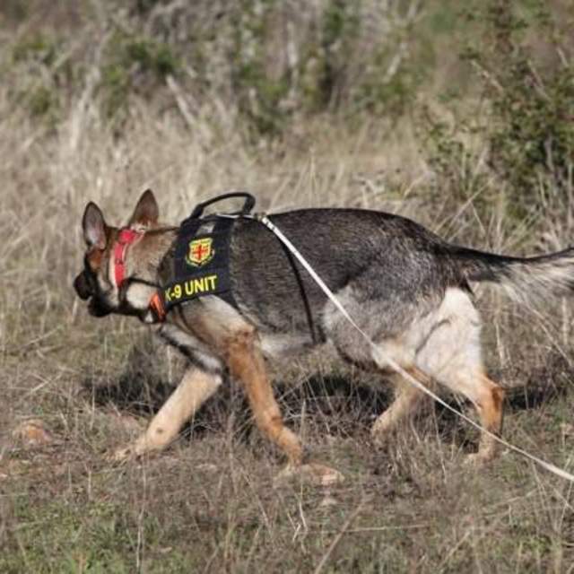 Dog in field conducting reamains search