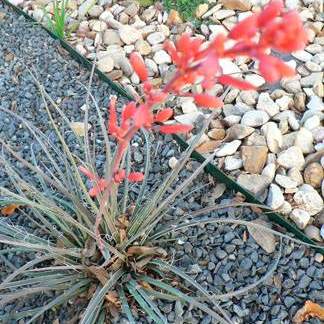 Hesperaloe parviflora; Red Yucca; Zen Garden
