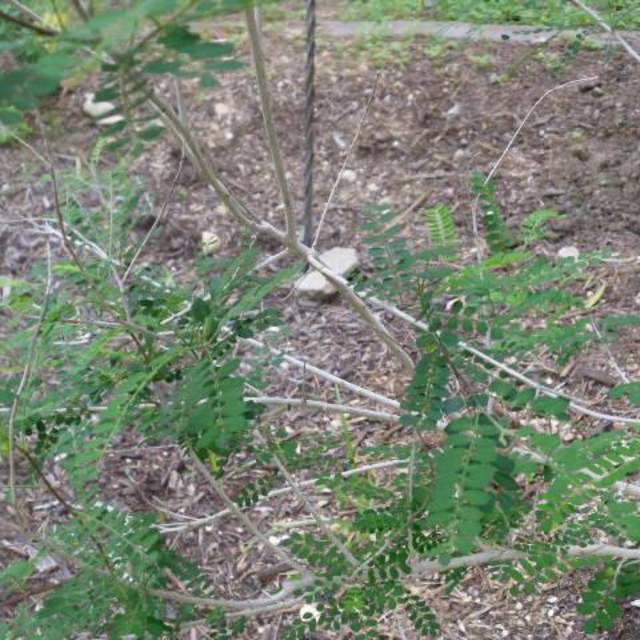 Leucaena retusa; Goldenball Lead Tree; Zen Garden