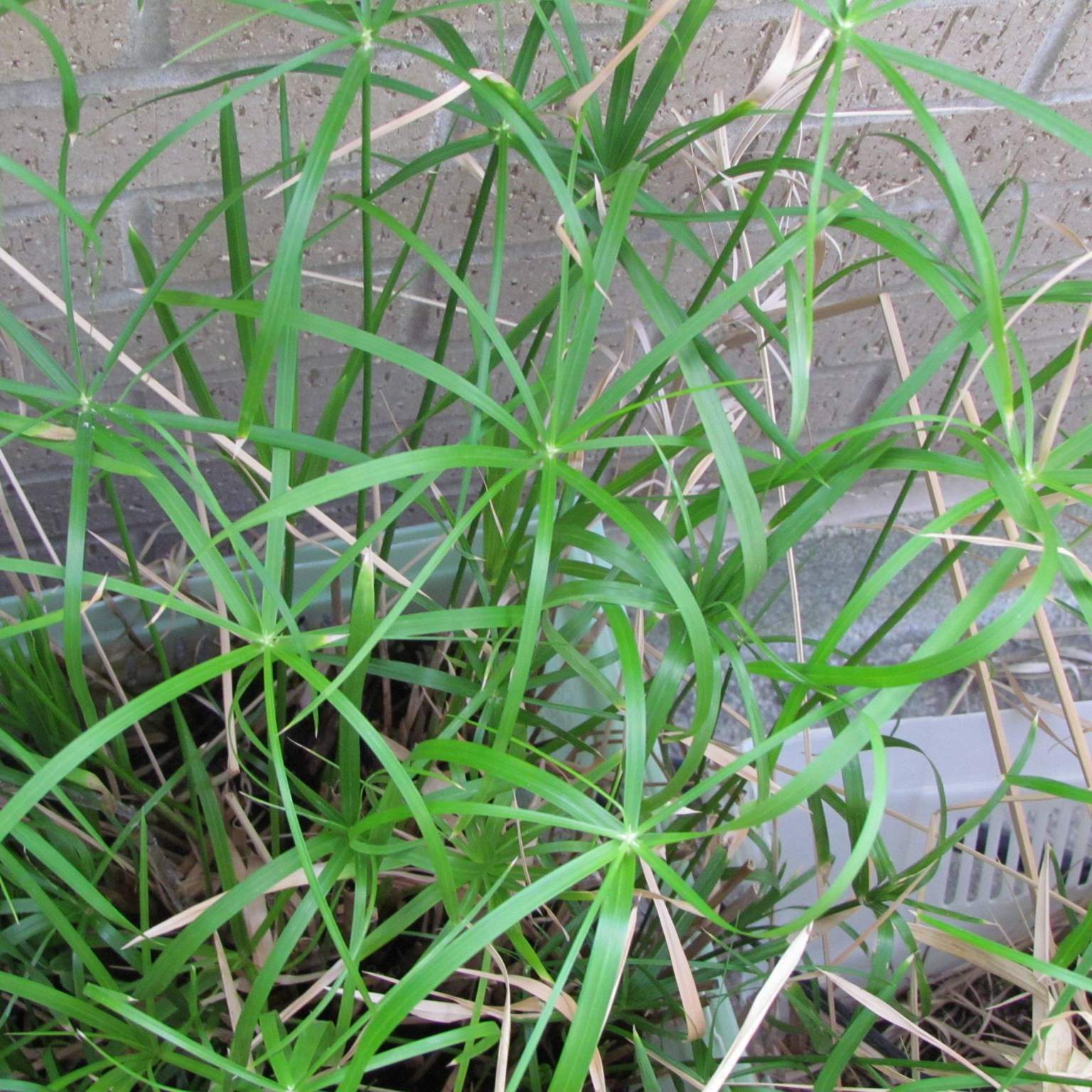 Cyperus (Umbrella plant, Umbrella sedge)