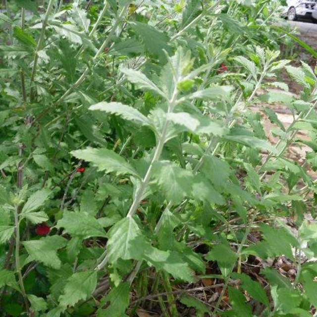 Perovskia atriplicifolia; Russian Sage; Pleasant Street Garden