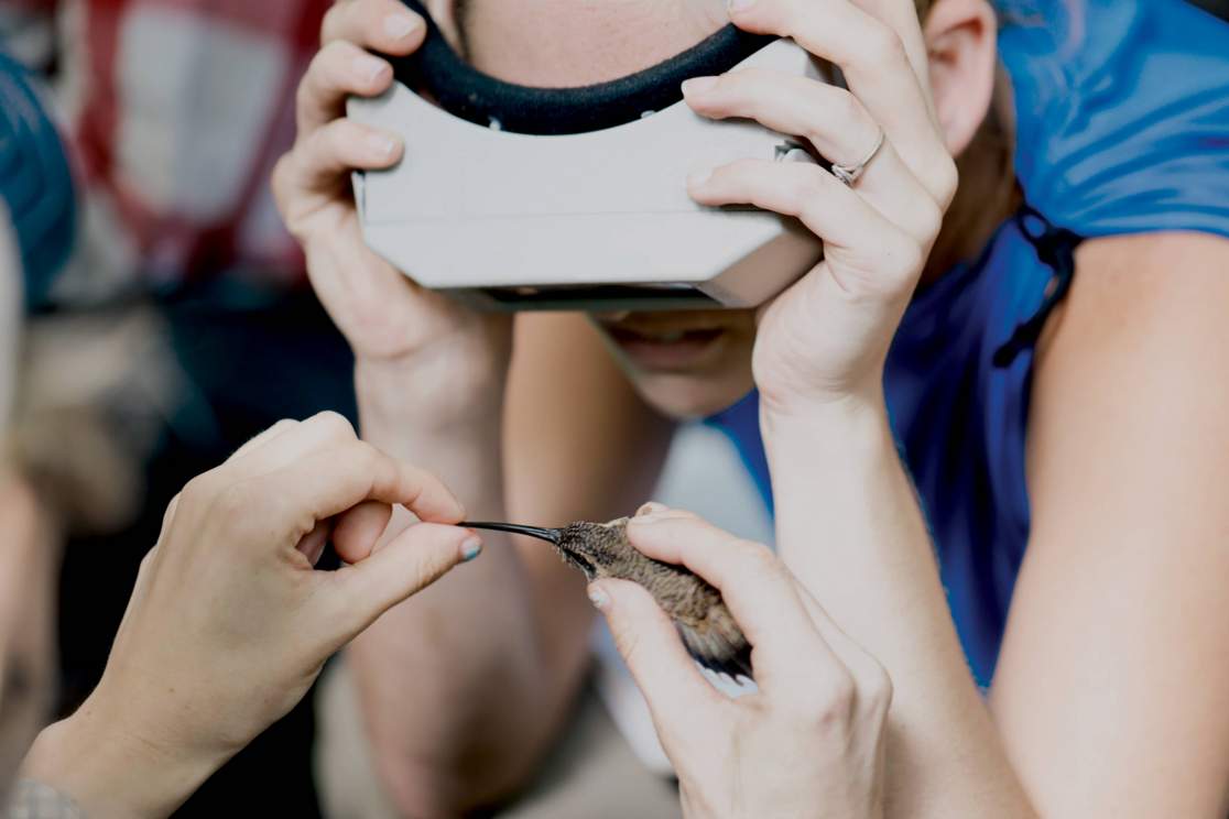 a student uses a magnifying viewer to look at a hummingbird's long bill
