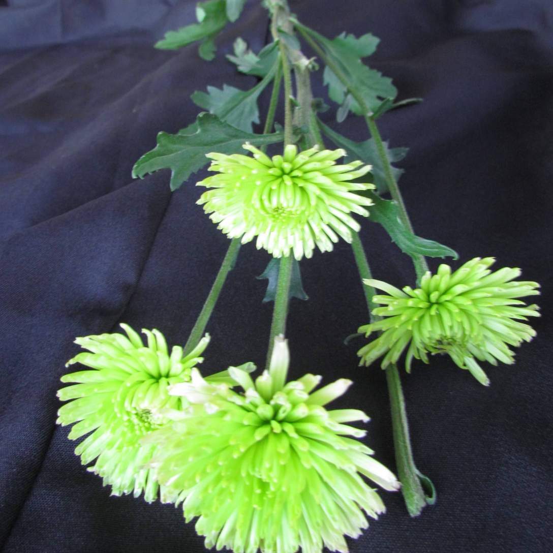 Chrysanthemum (Football Mum)