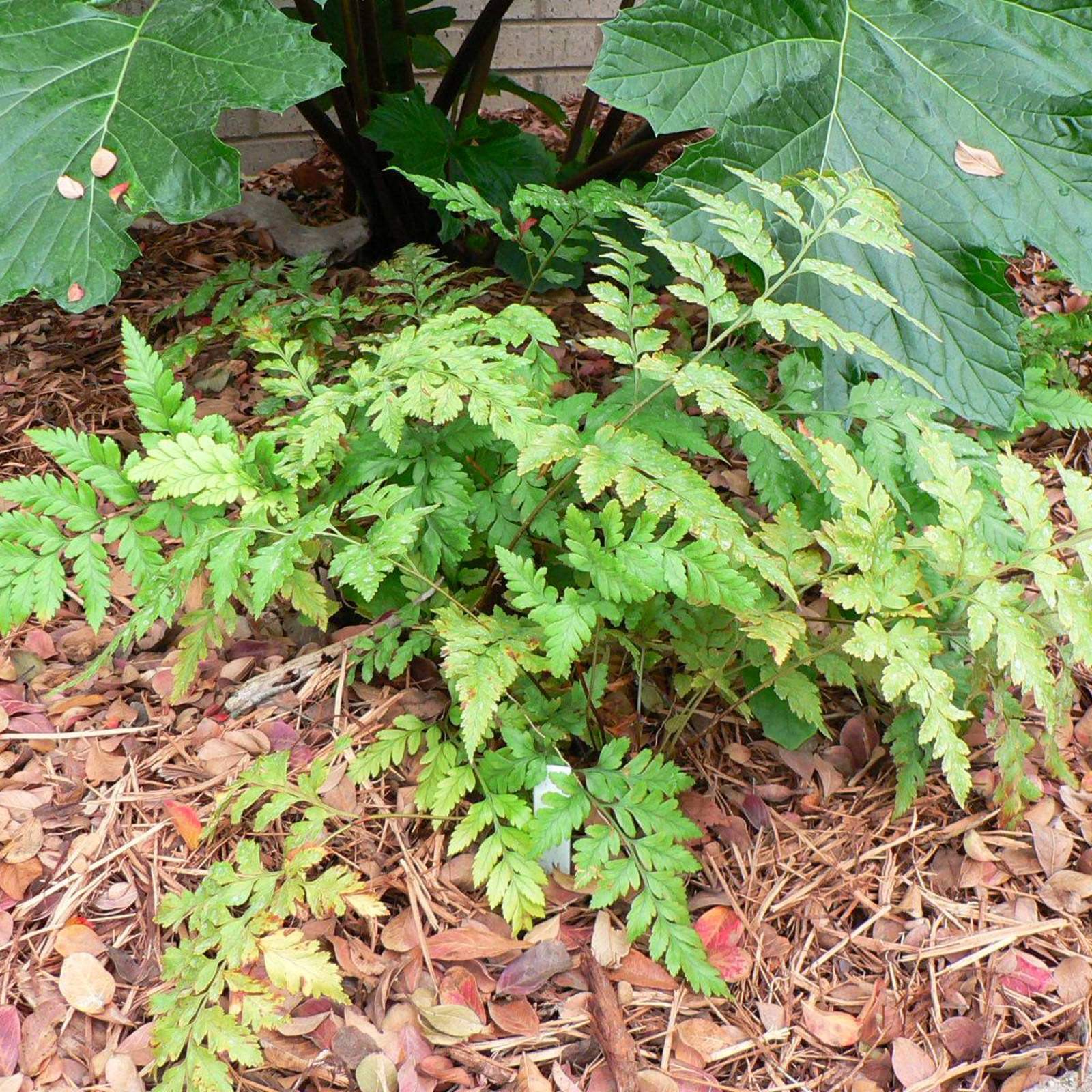 Dryopteris normalis; Wood Fern; Pleasant Street Garden