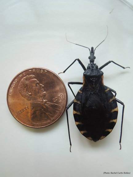 parasite Kissing Bug next to penny