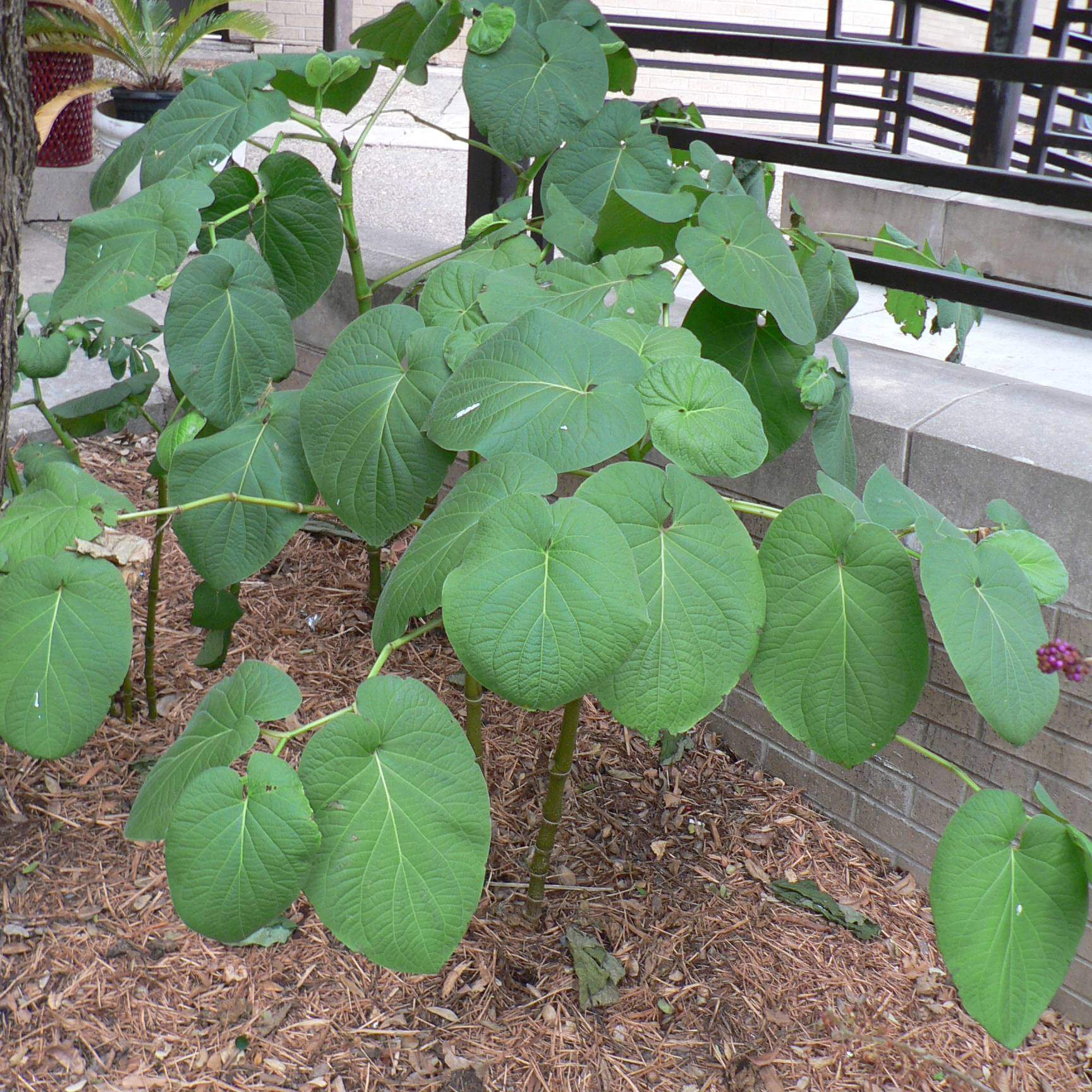 Piper auriculatum; Rootbeer Plant; Pergola Garden