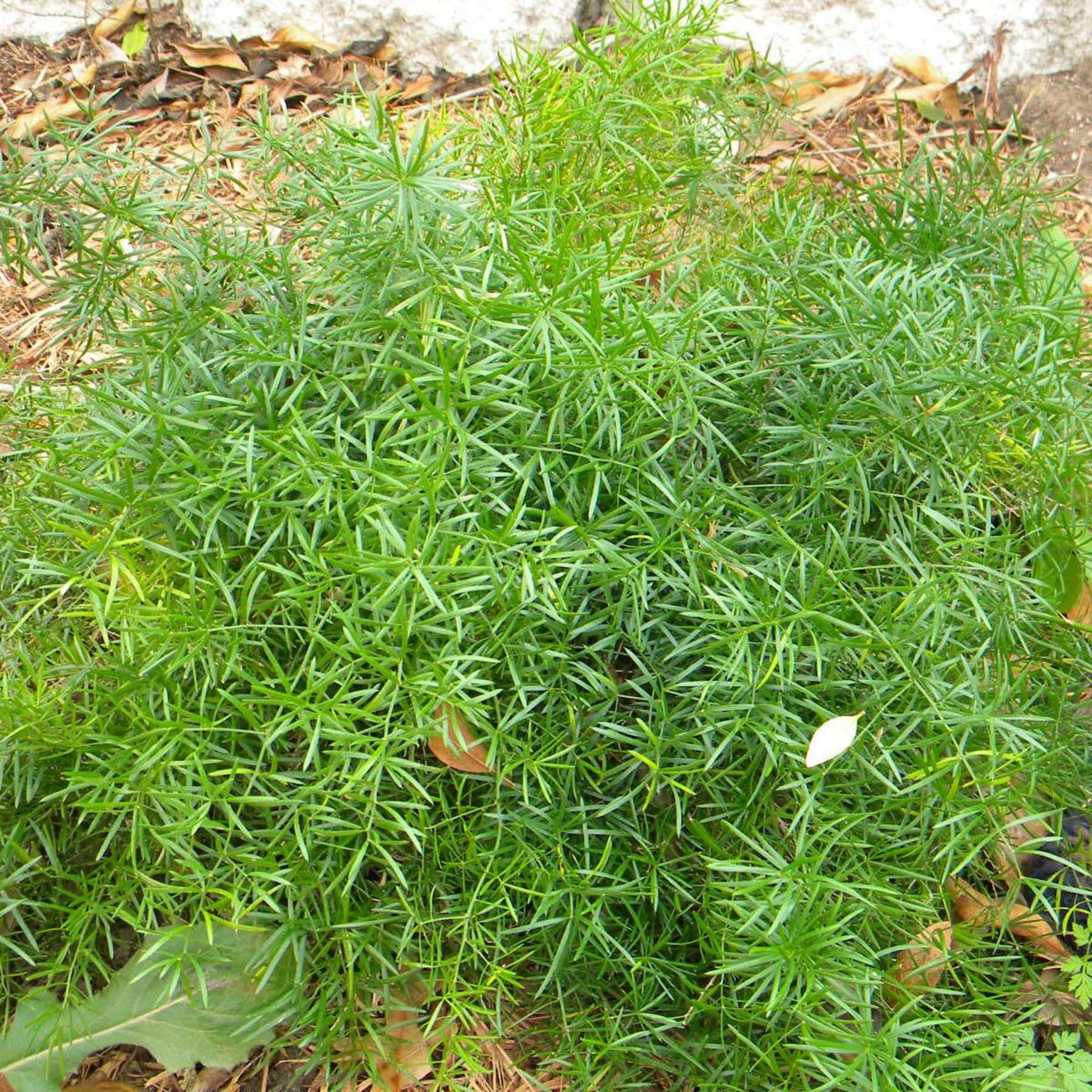 Asparagus densiflorus 'Sprengeri'; Asparagus Fern; Pleasant Street Garden
