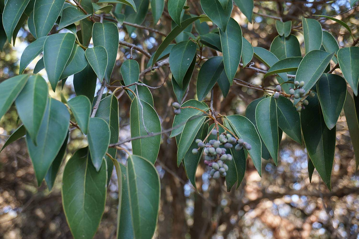close up of tree's leaves and berries