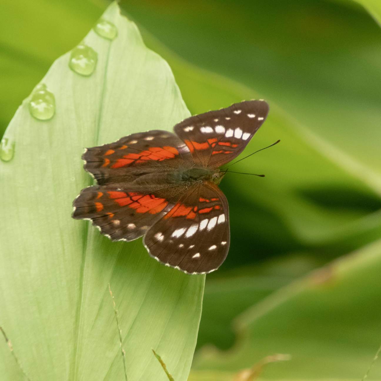 a brown, red and white butterfly sits on a leaf
