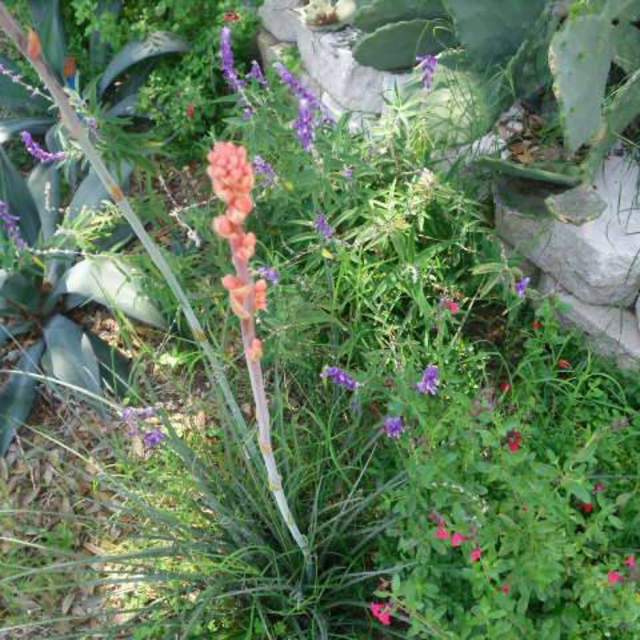 Hesperaloe parviflora; Red Yucca; SalviaCactus Garden