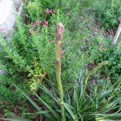 Yucca rupicola; Twistleaf Yucca; SalviaCactus Garden
