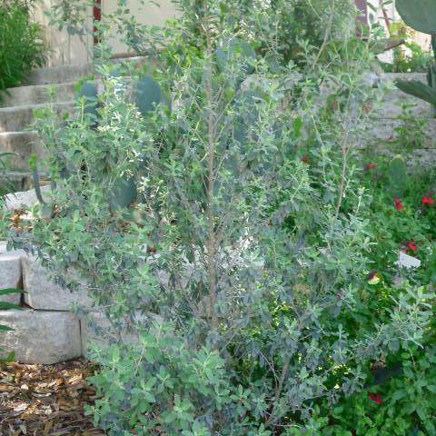 Leucophyllum frutescens; Texas Sage; SalviaCactus Garden