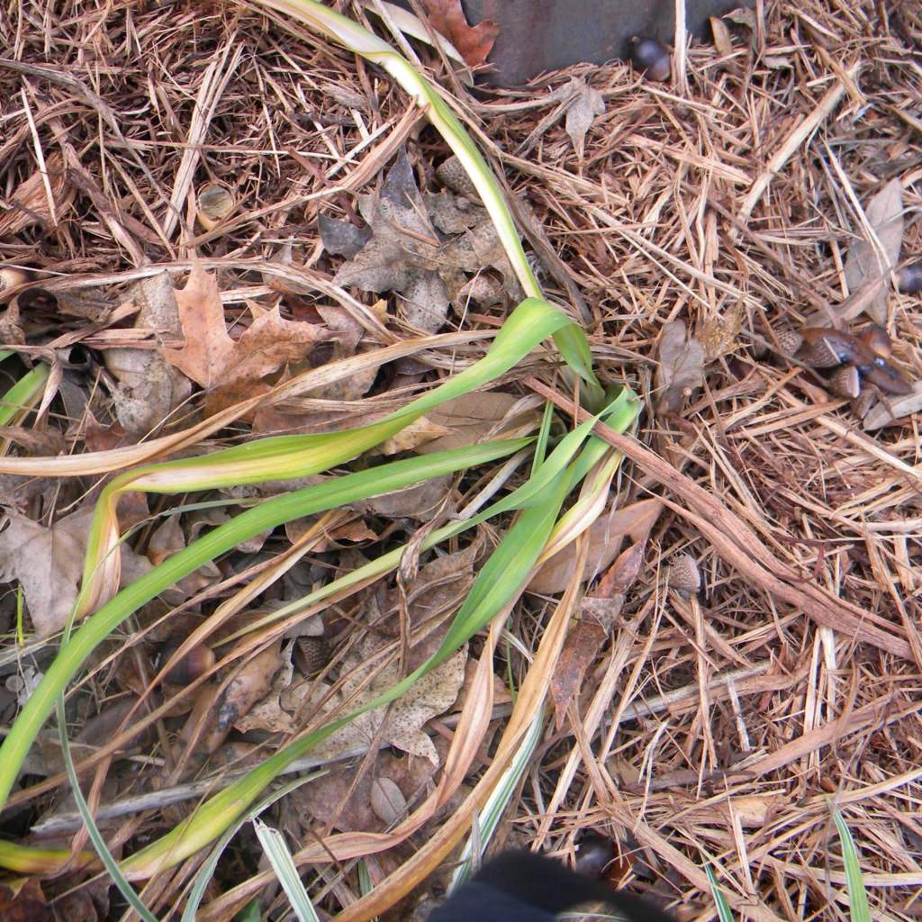 Hemerocallis spp.; Daylily; Dark Crystal Garden