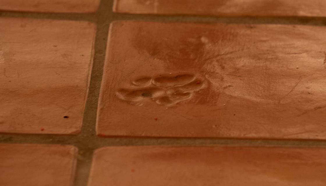 paw print imprinted tile
