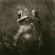 Photograph: Toad by David Johndrow