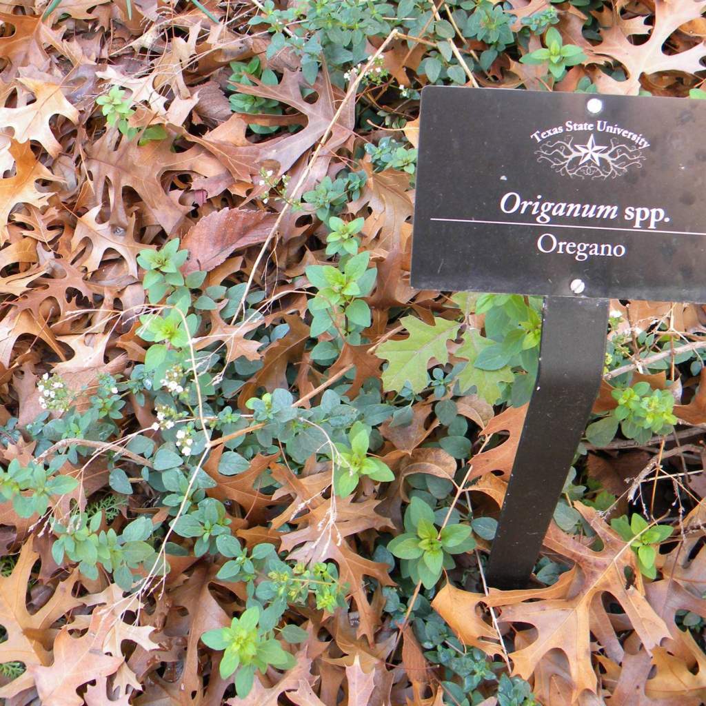 Origanum vulgare; Oregano; Herb Garden