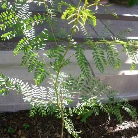 Caesalpinia pulcherrima; Pride of Barbados; Pleasant Street Garden