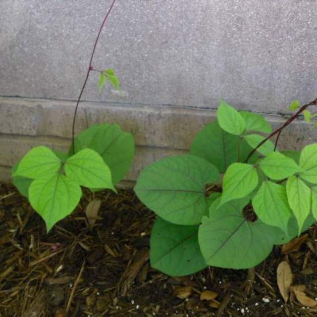 Dolichos lablab; Hyacinth Bean; Pleasant Street Garden