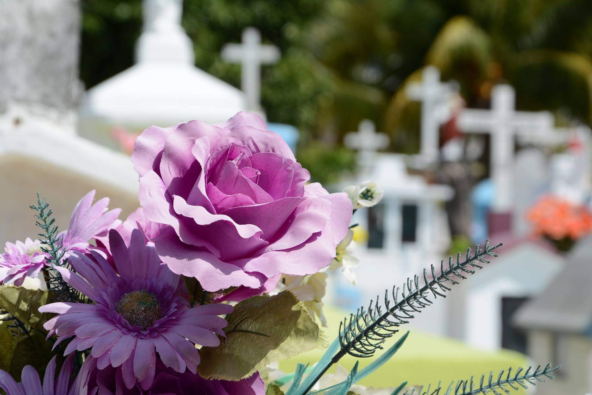 shallow focus on purple flowers in a cemetery