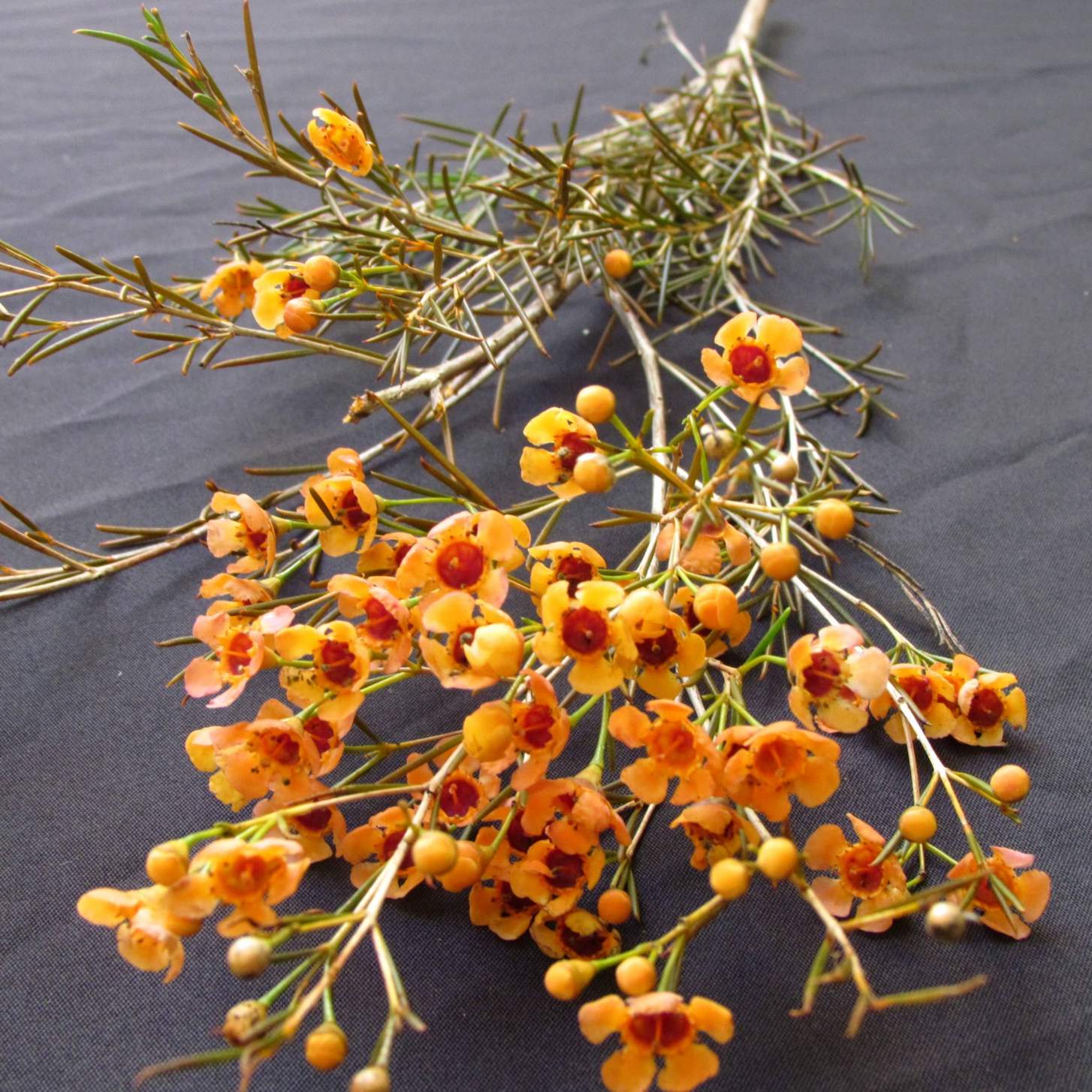 Chamelaucium (Wax Flower)