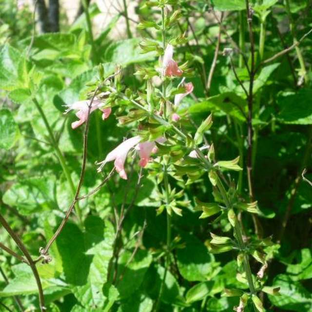 Salvia coccinea 'Coral Nymph'; Hummingbird Sage; Butterfly Garden