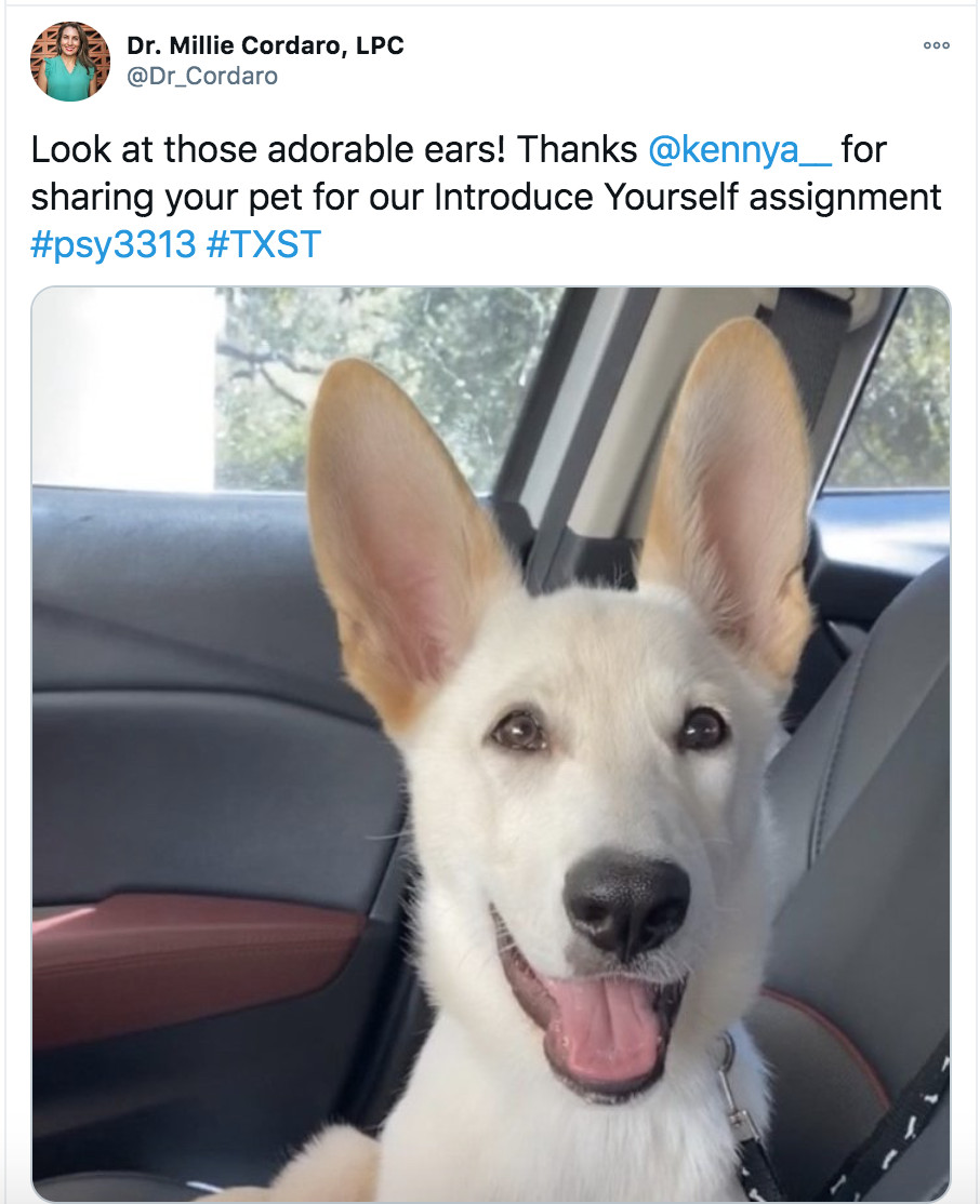 twitter post with photo of white dog